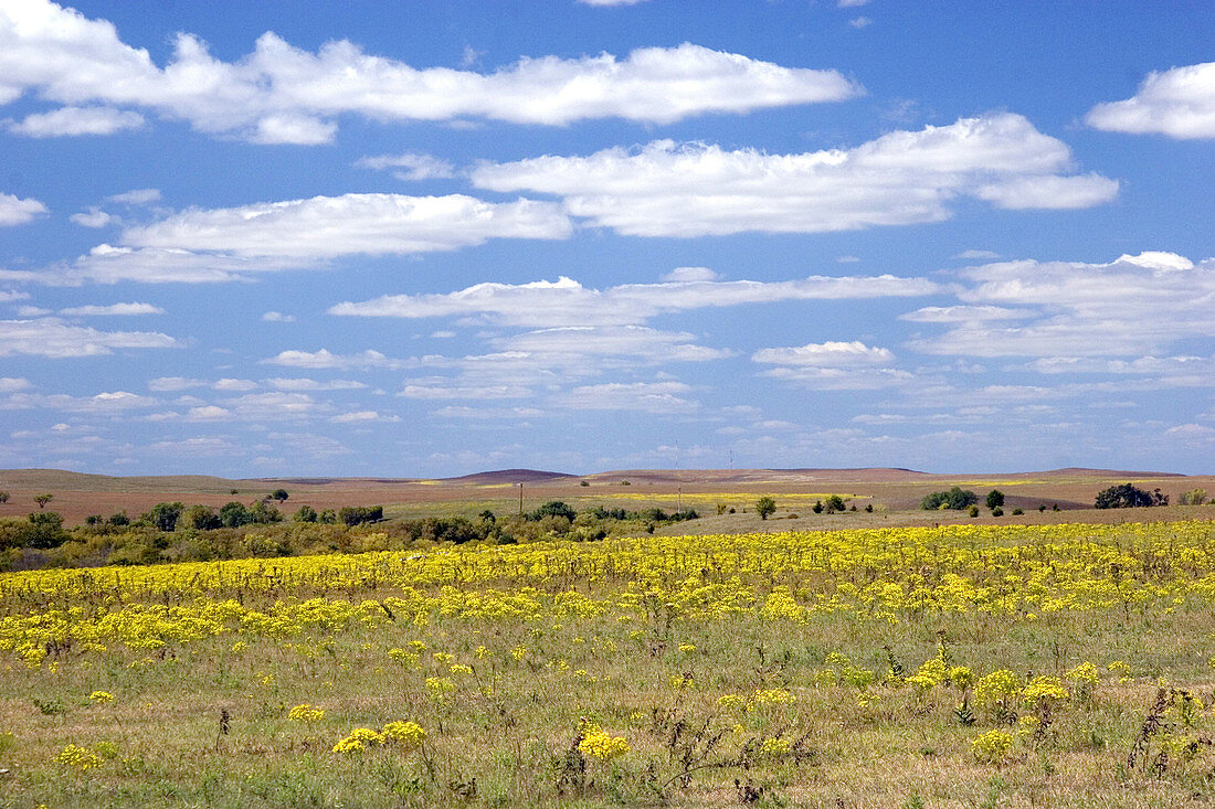 Kansas Prairie