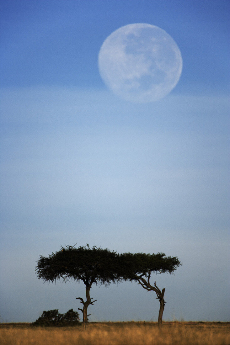 Full Moon Over an Acacia Tree