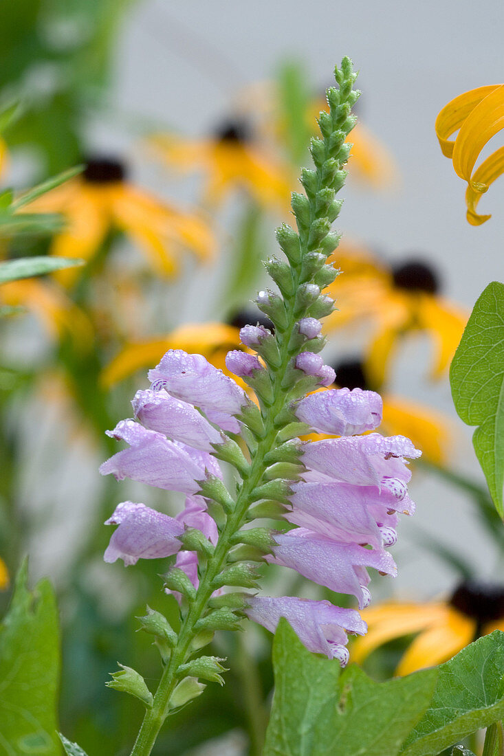 Obedient Plant (Physotegia virginiana)