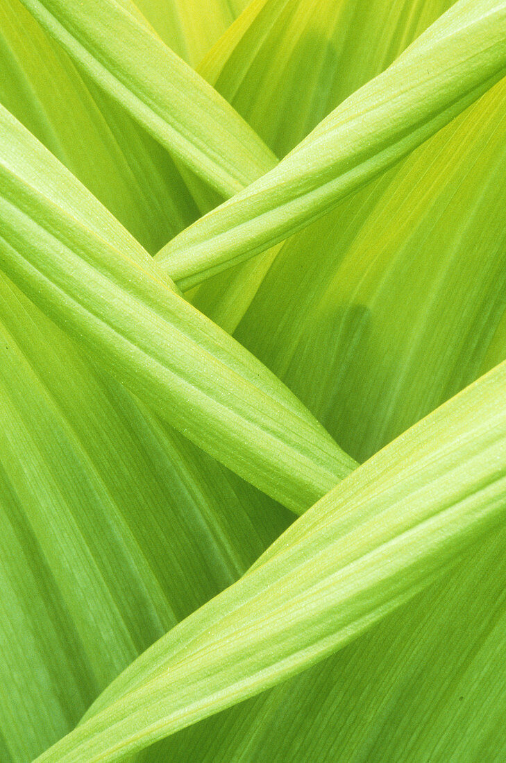 False Hellebore (Veratrum viride)