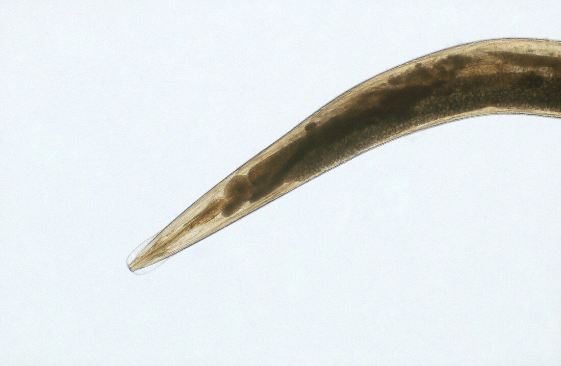 Pinwom (threadworm)