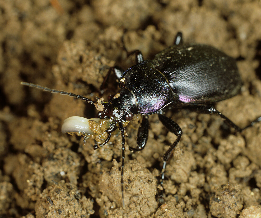 Violet Ground Beetle eating a slug