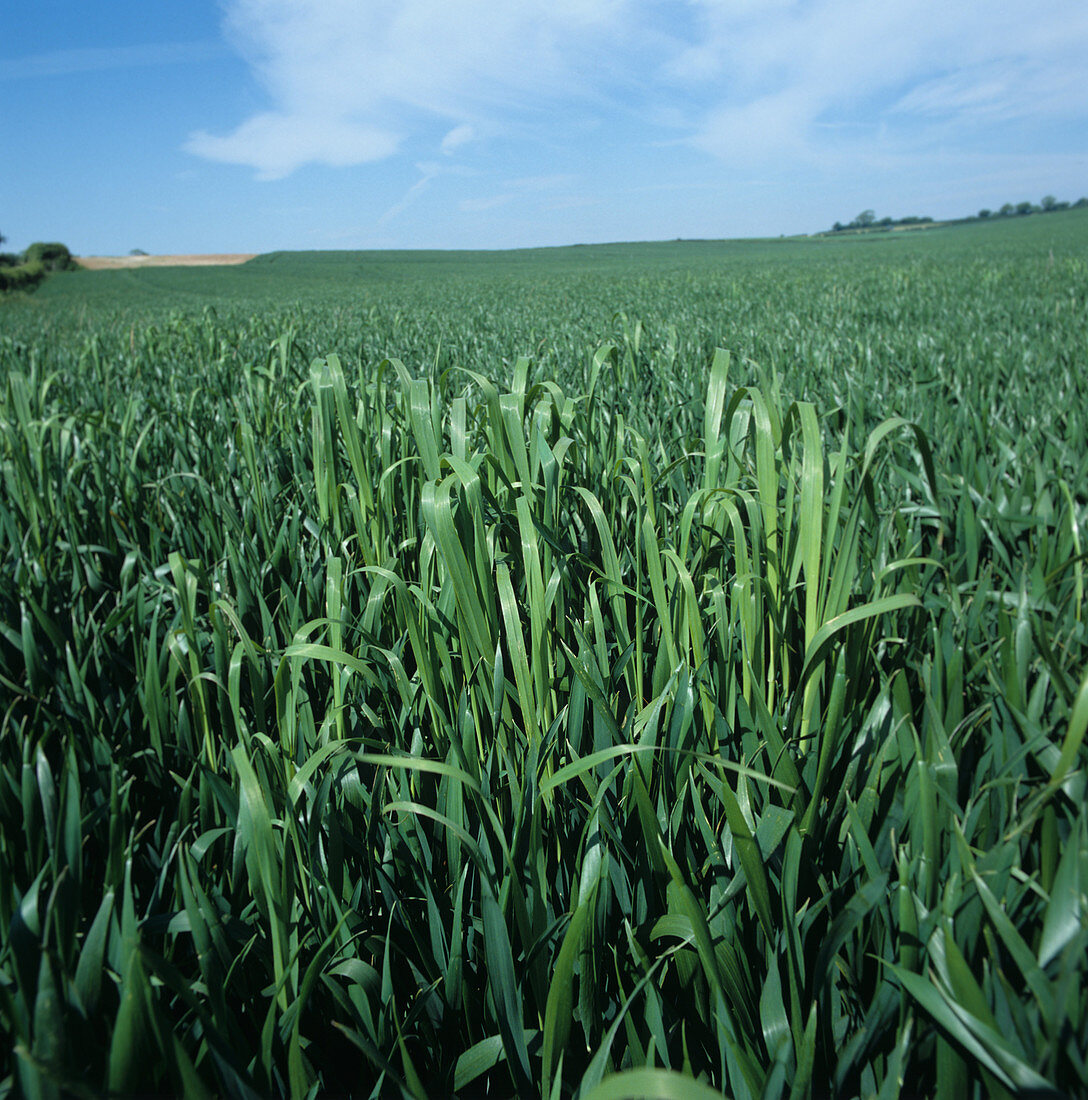 Wild oats (Avena fatua) in wheat crop