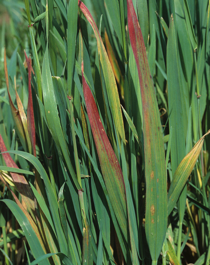 Barley yellow dwarf virus on oats