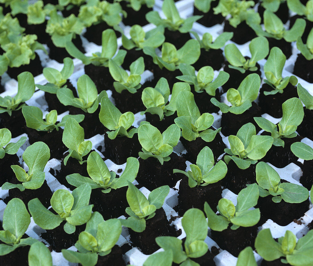 Seedling hydroponic lettuces