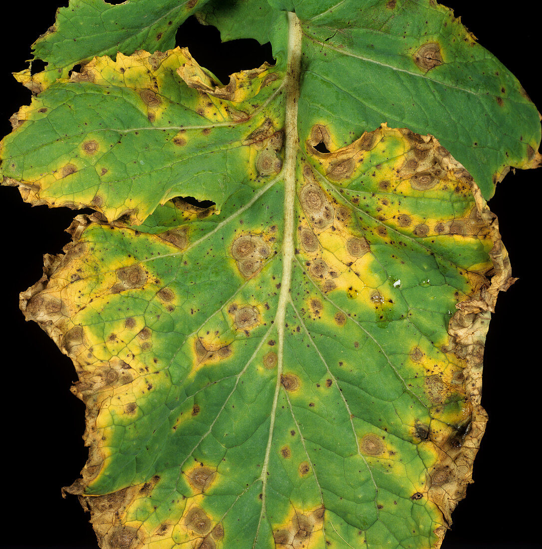 Dark leaf spot (Alternaria brassicicola)