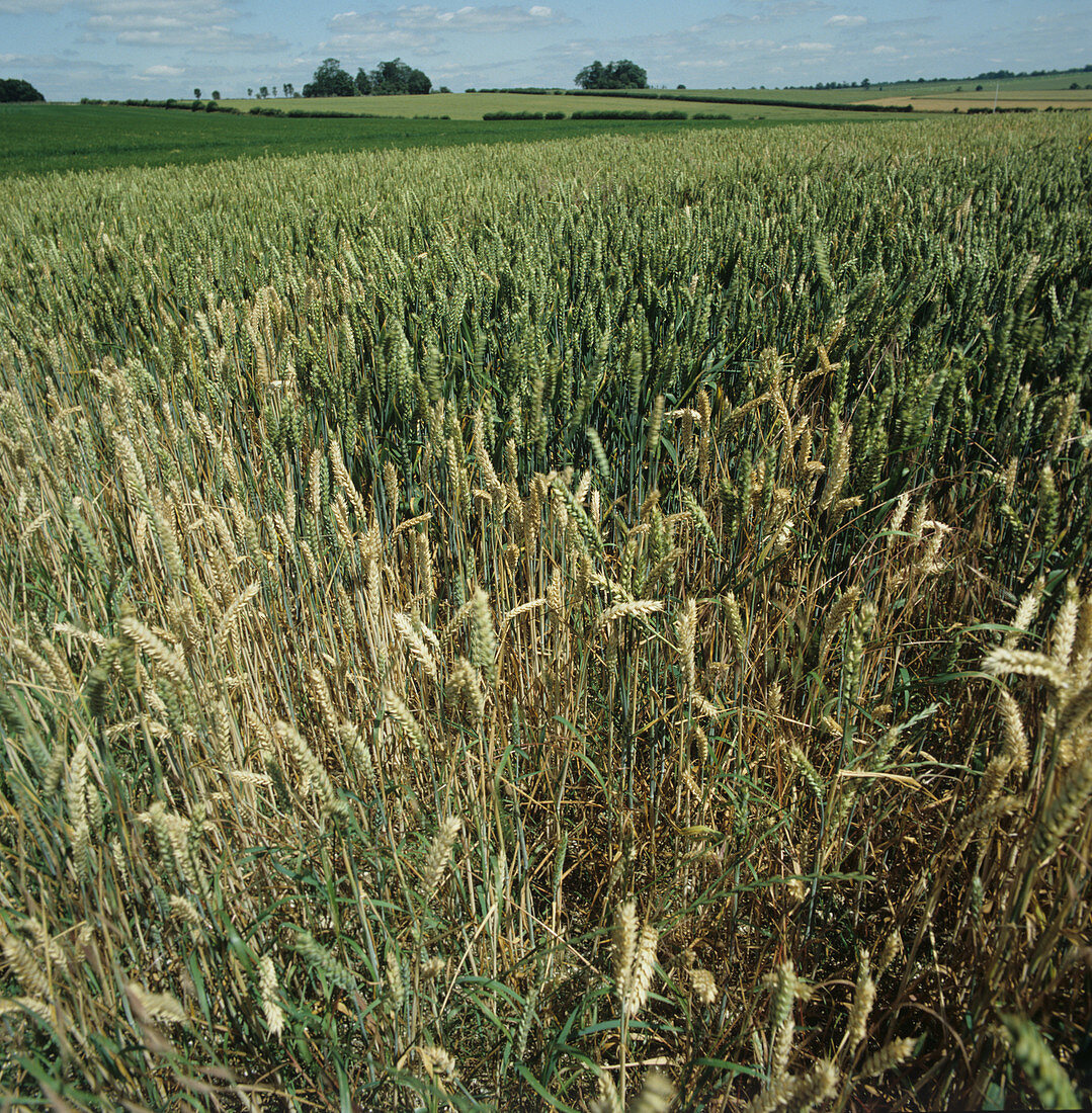 Wheat crop infected with Take-all