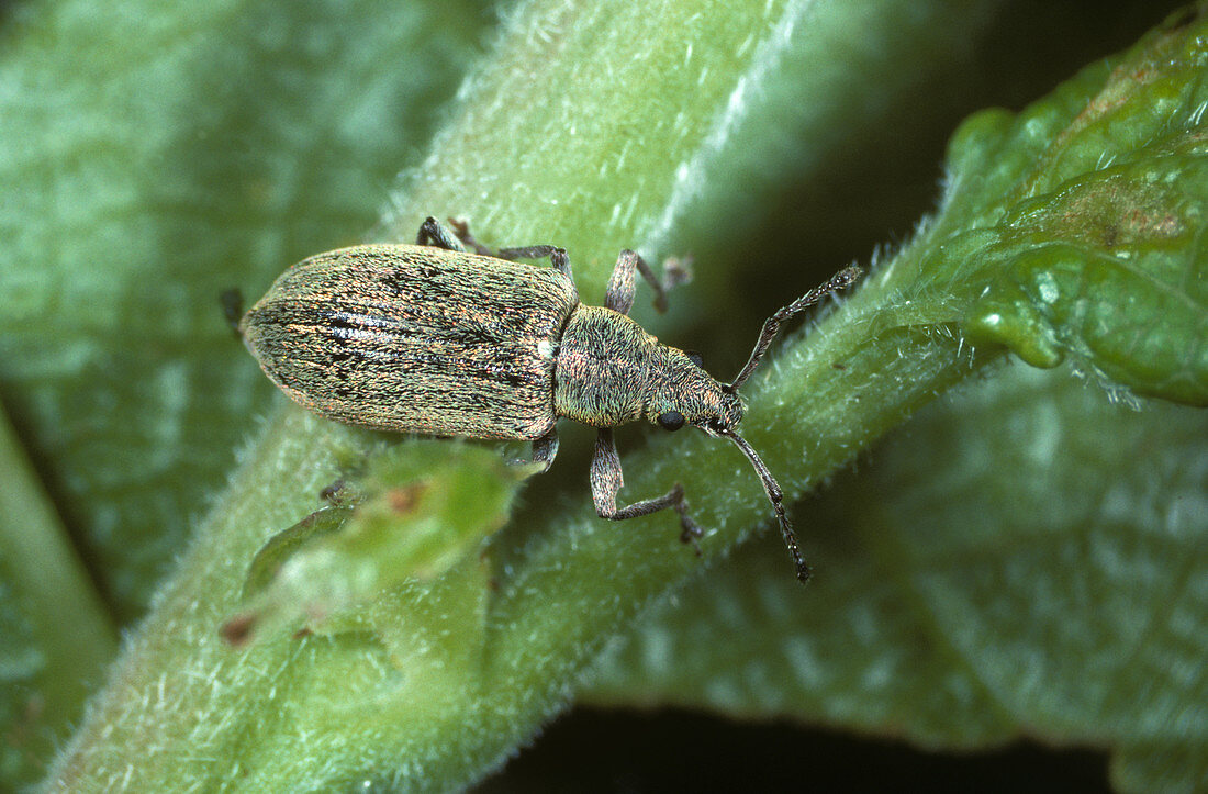 Silver-green Leaf Weevil (Phyllobius argentatus)