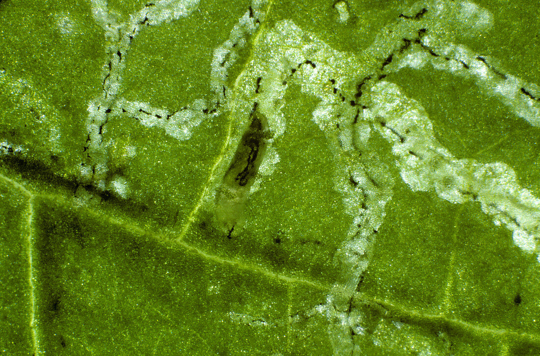 Serpentine Leaf Miners in tomato leaf