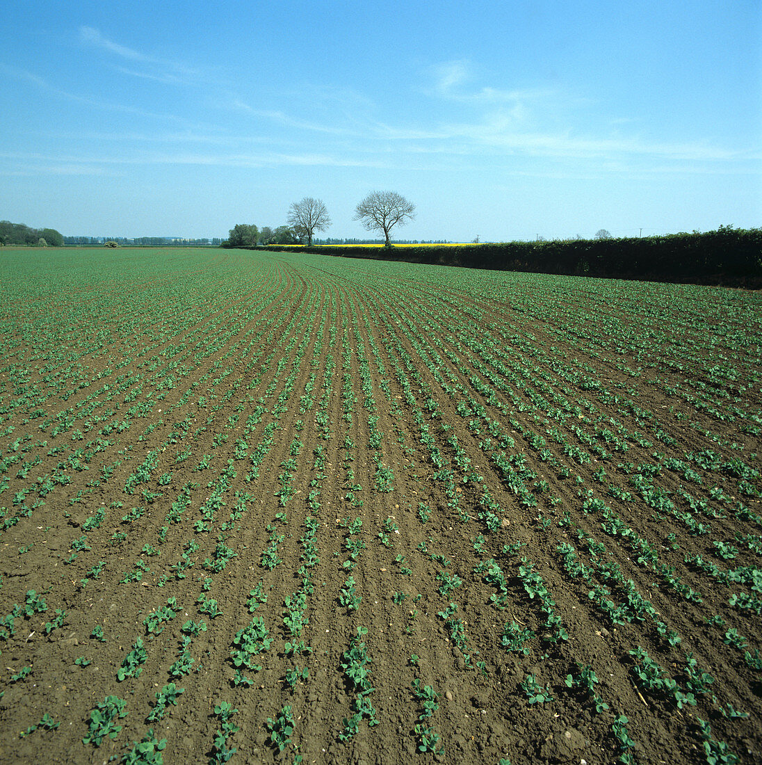 Young pea crop