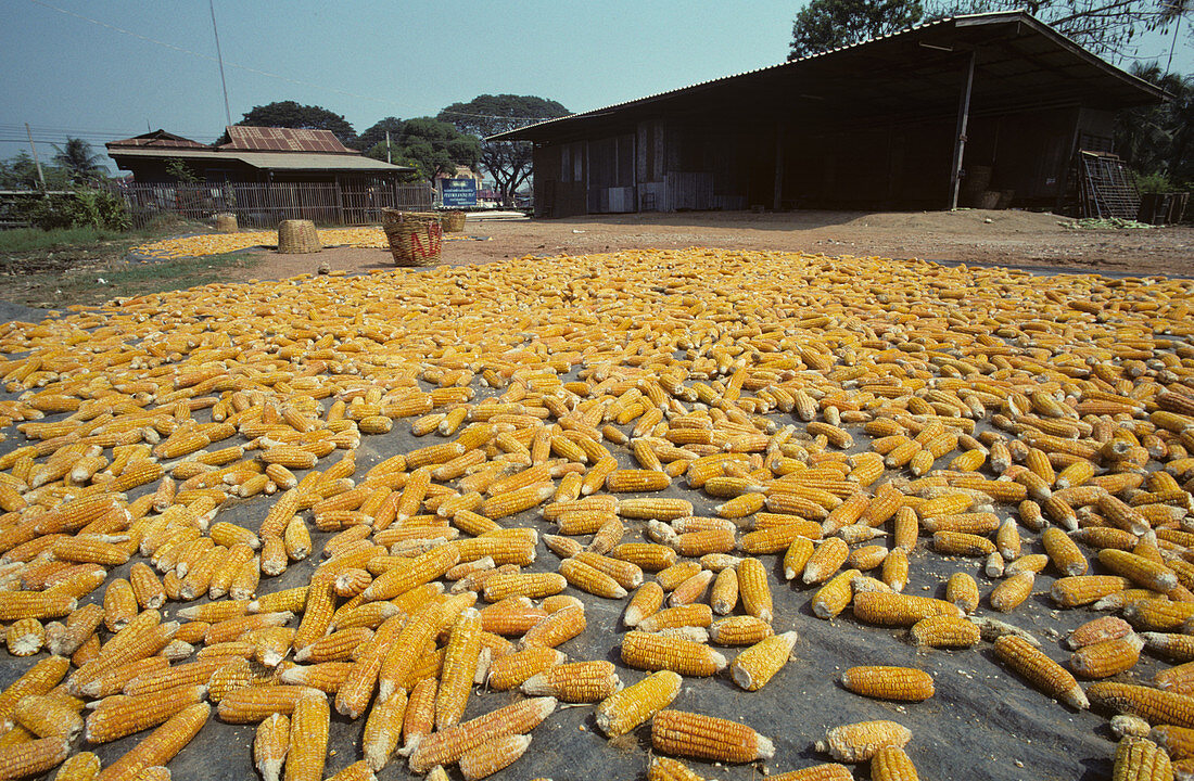 'Corn cobs drying,Thailand'