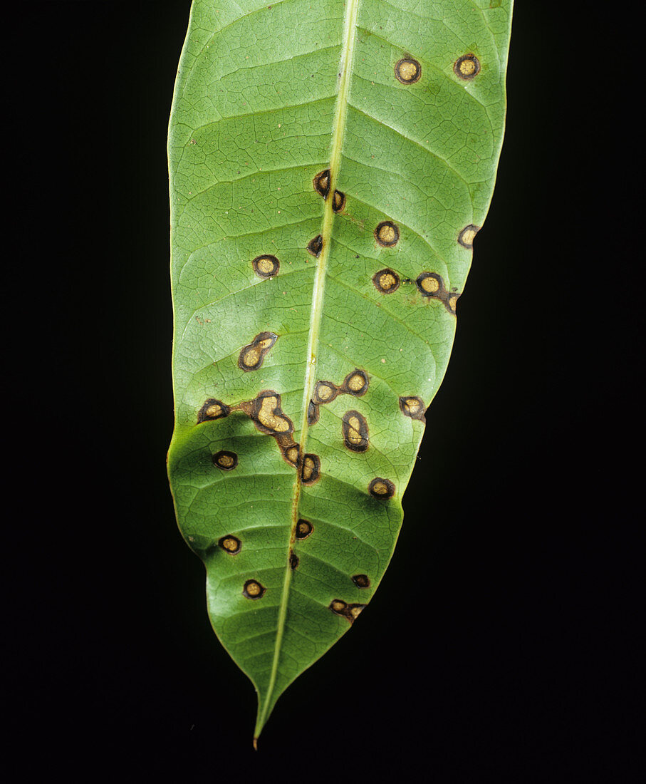 Anthracnose lesions on mango leaf