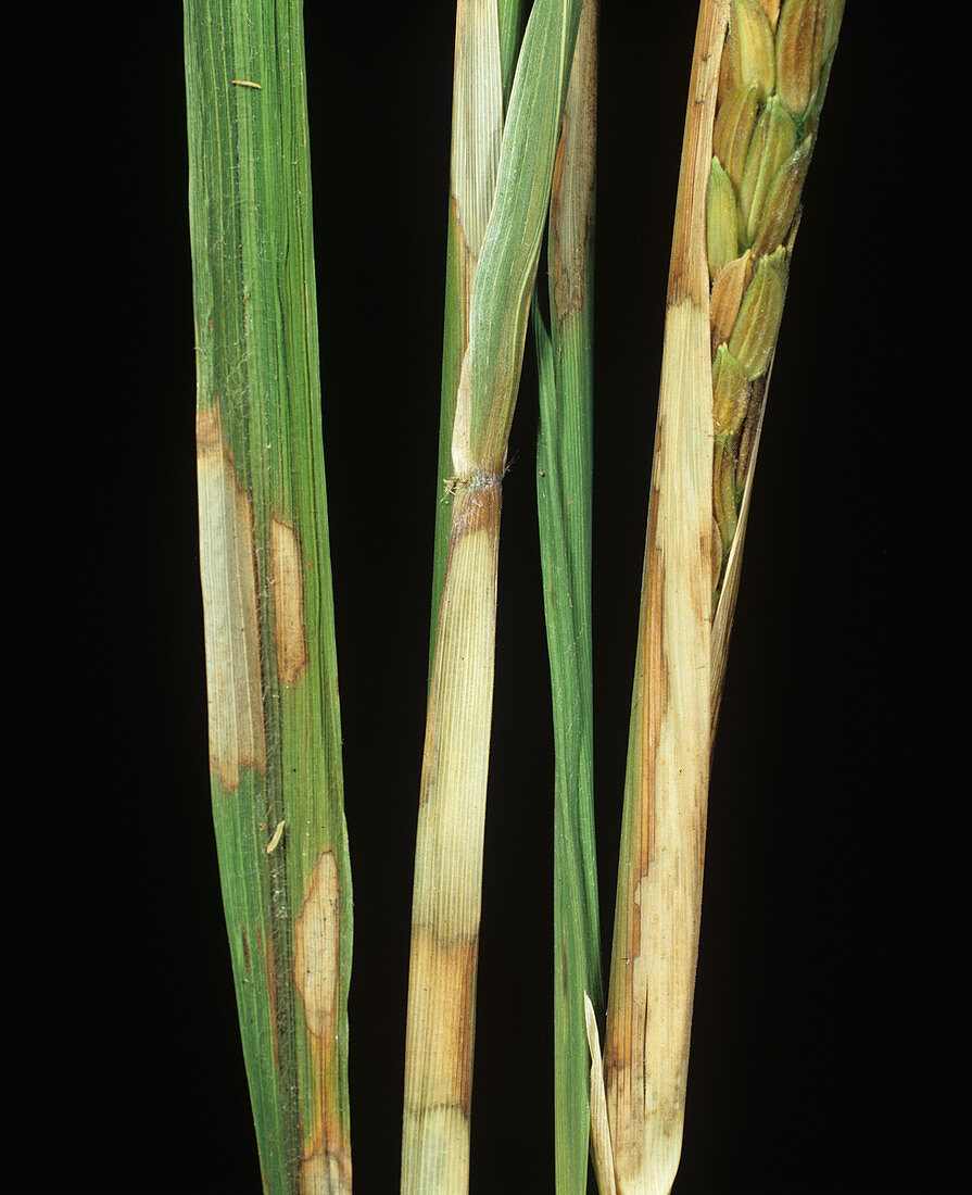 Sheath blight lesions on rice plants
