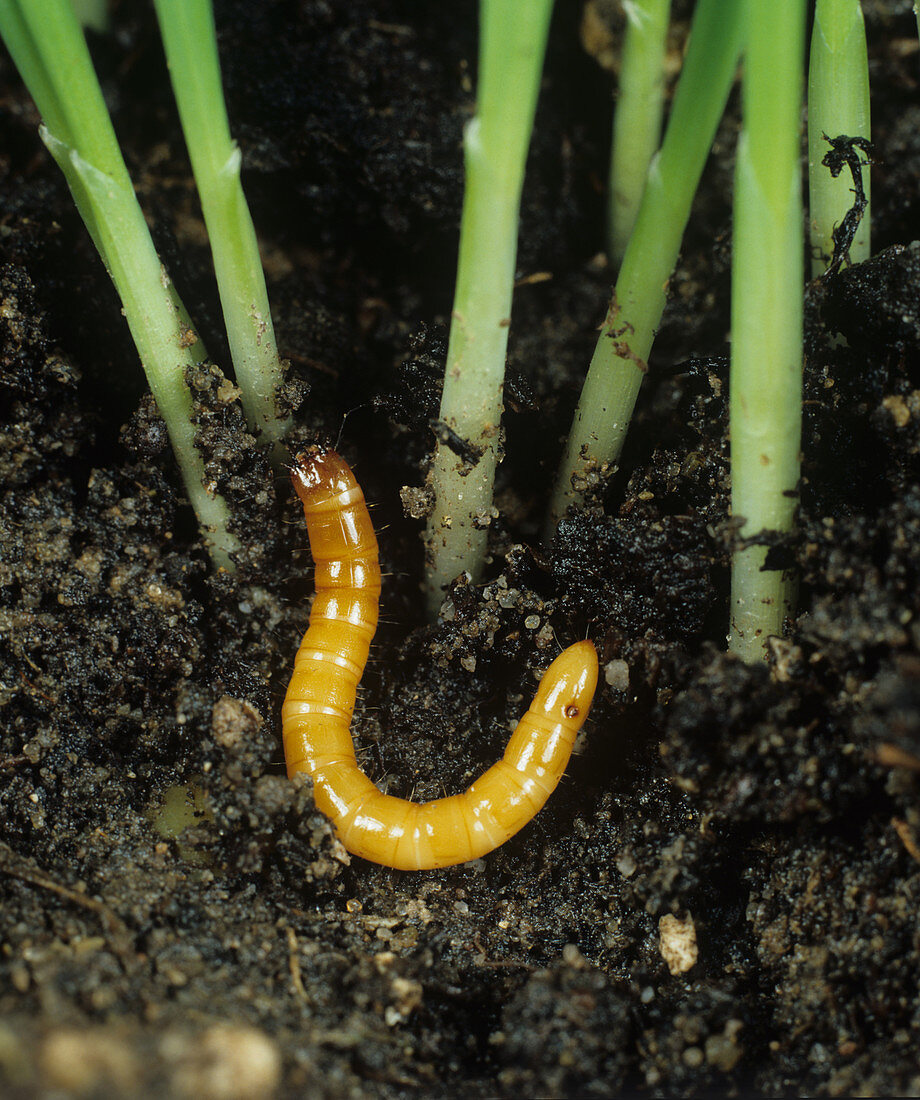 Wireworm (Agriotes lineatus)