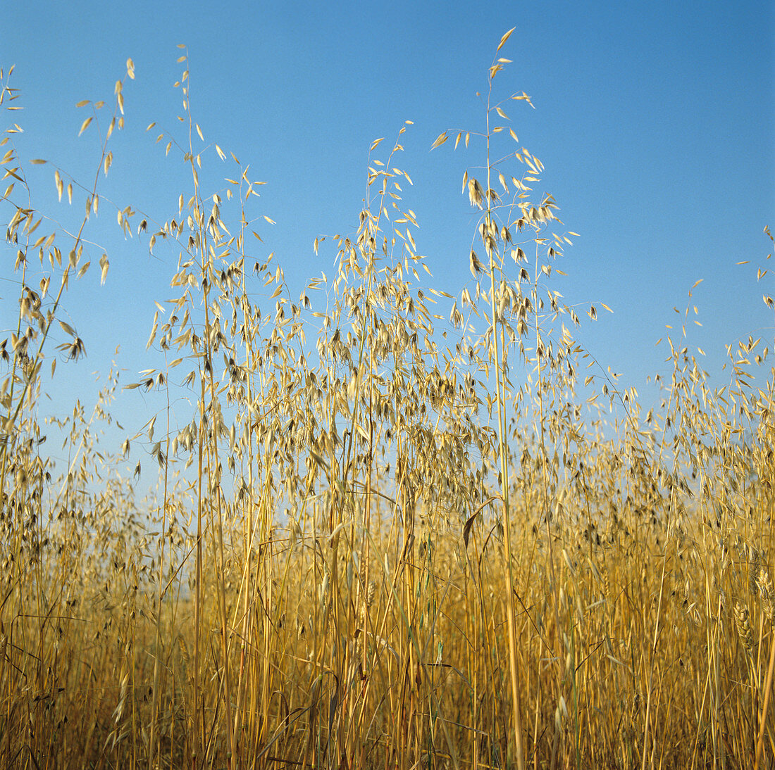 Wild oats in ripe wheat crop