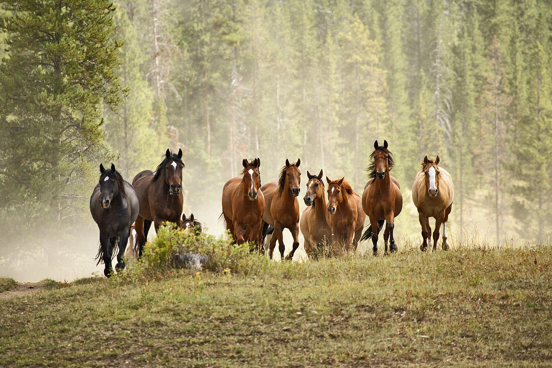 'Horses,Montana'
