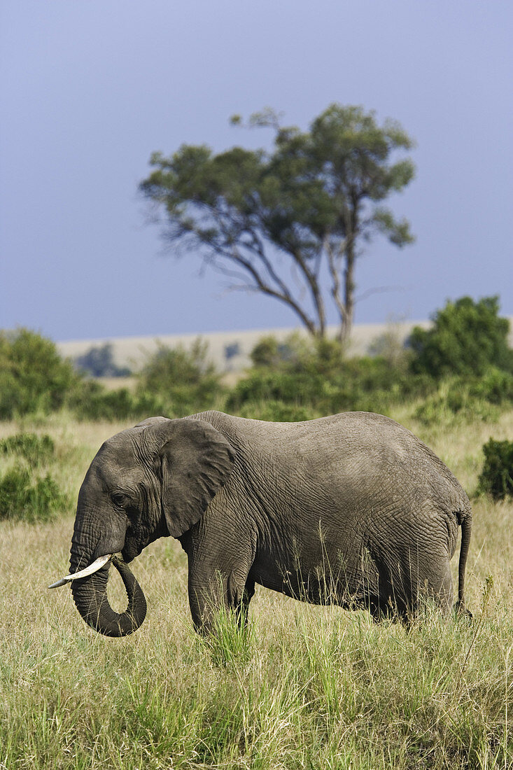 African Elephant Grazing