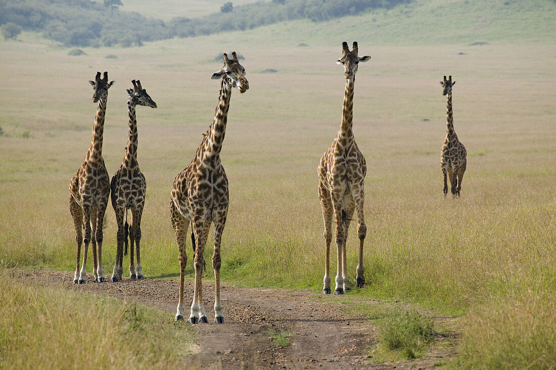 Masai Giraffes