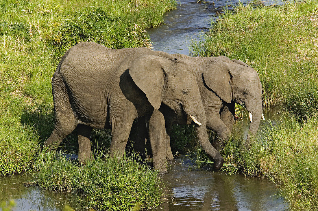 Pair of African Elephants Feeding