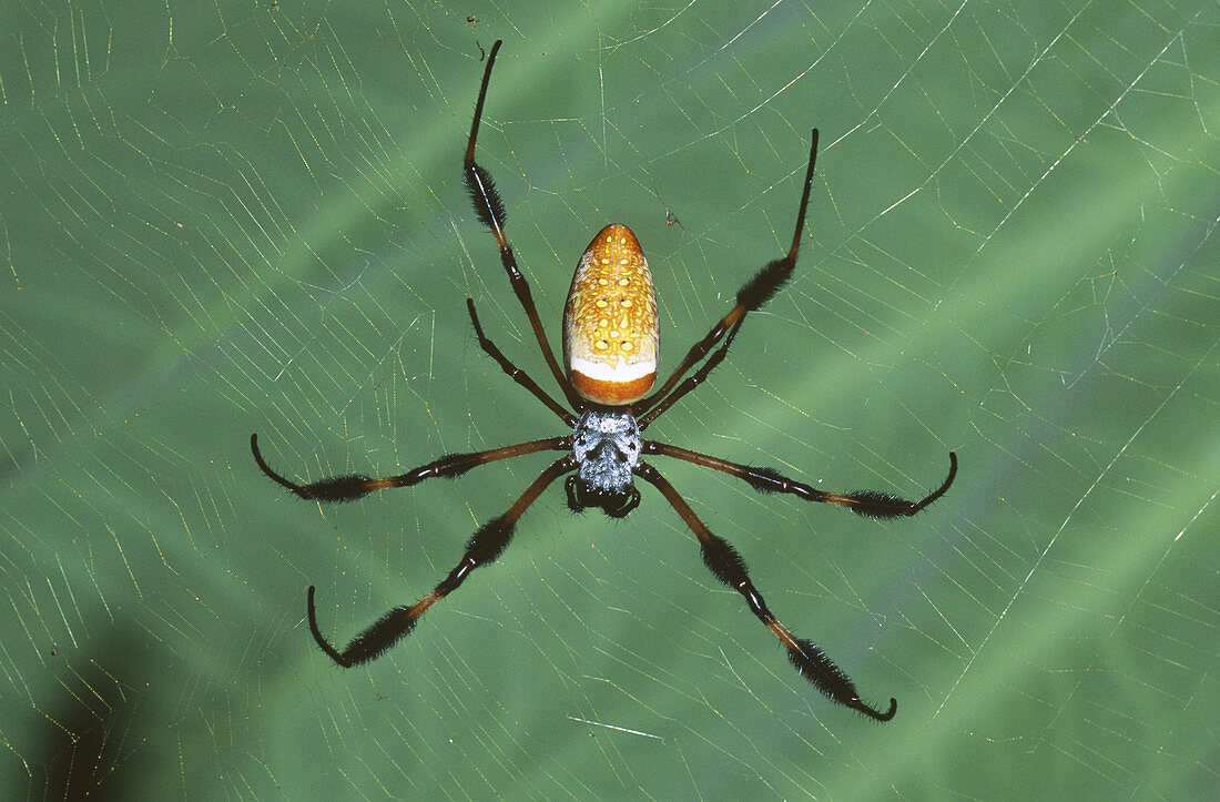 Female Golden Silk Spider