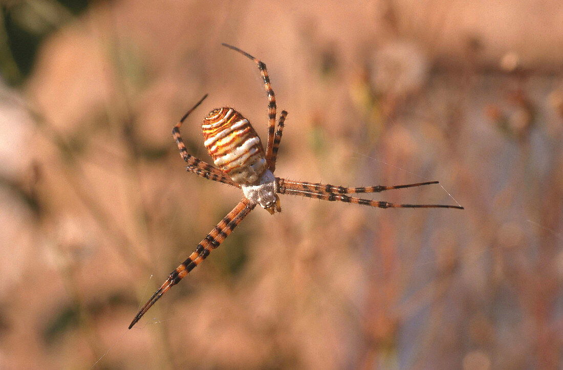 Banded Argiope