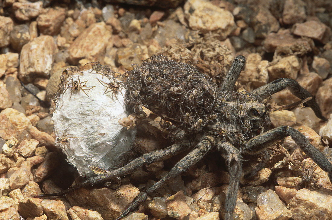 Wolf Spider with Egg Case and Young