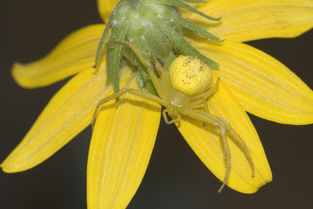 'Female flower spider,Misumena vatia'
