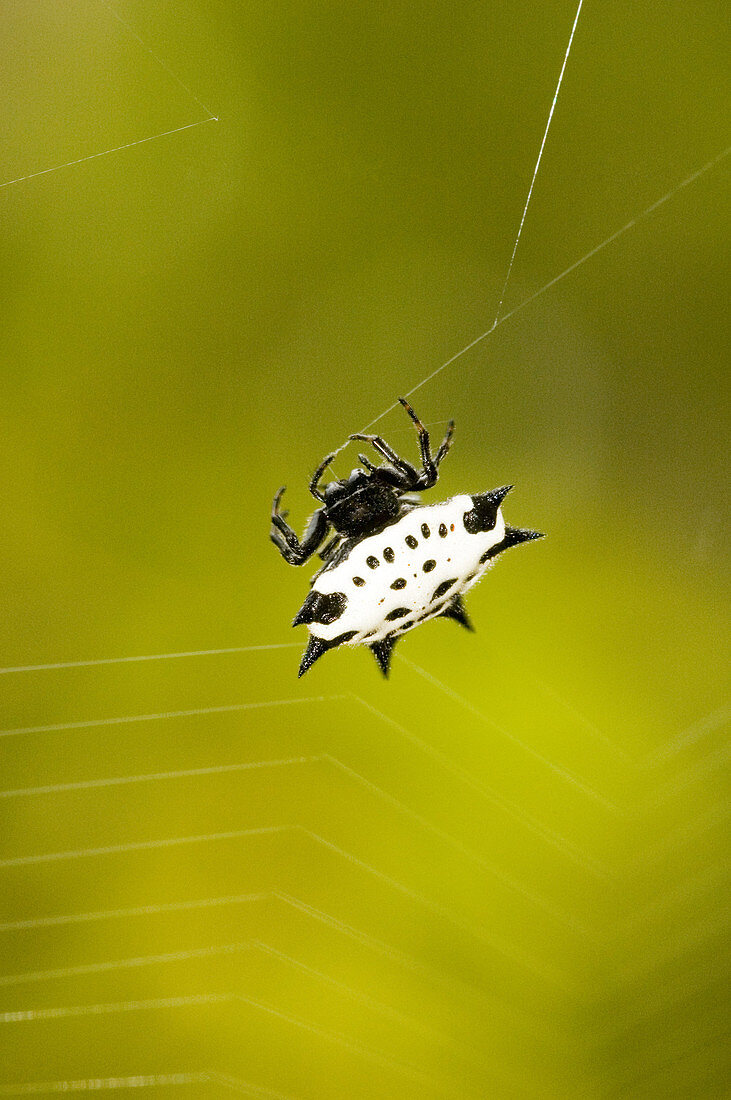 Spiny Orb-weaver Spider