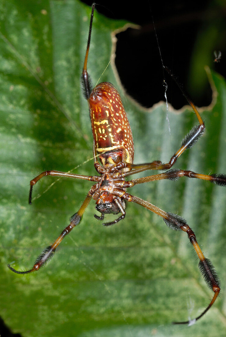 Golden Silk Spider