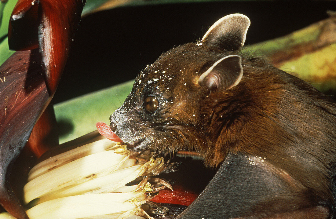 Fruit Bat Pollinating Banana