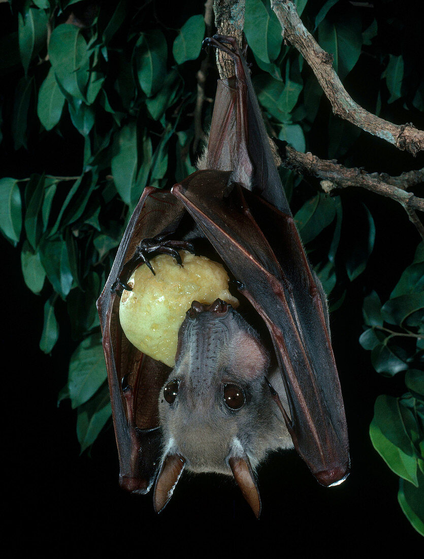 Hammer-headed Bat