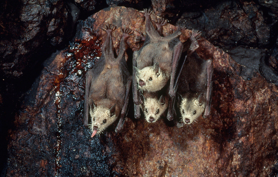 Lesser Long-nosed Bats