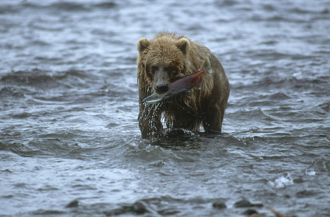 Kodiak Bear with Salmon
