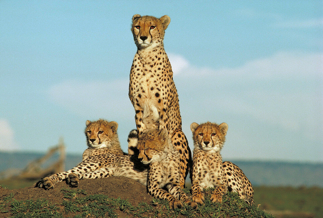 Cheetah and cubs