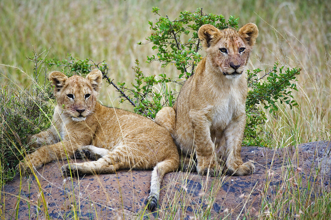 Lion Cubs on a Rock