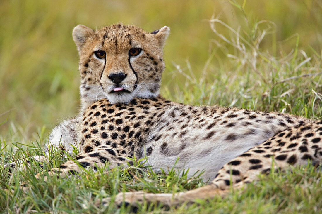Cheetah at Rest