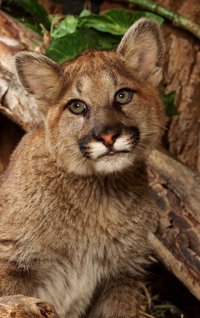 Young Cougar