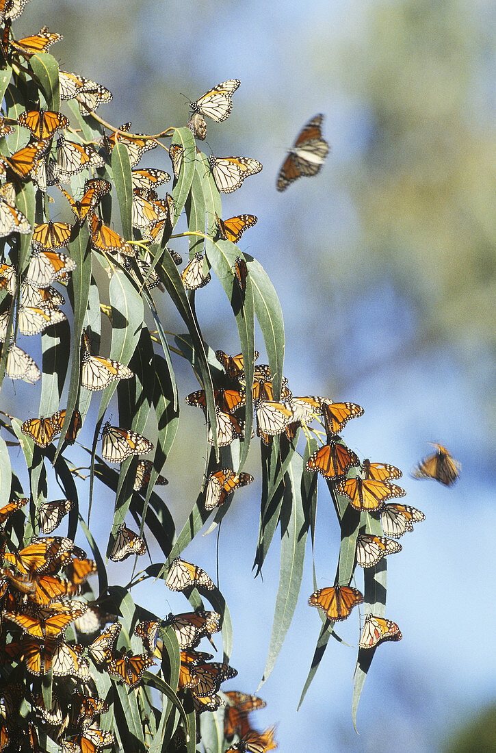 Monarch Butterflies