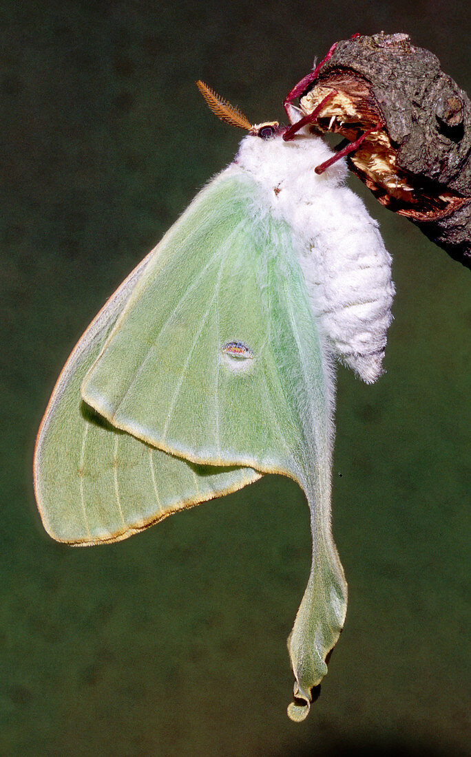 Luna Moth (Actias luna) ready to fly
