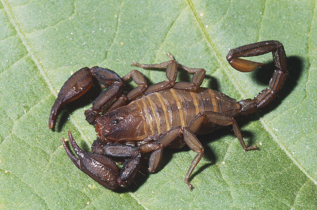 Swollen Stinger Scorpion
