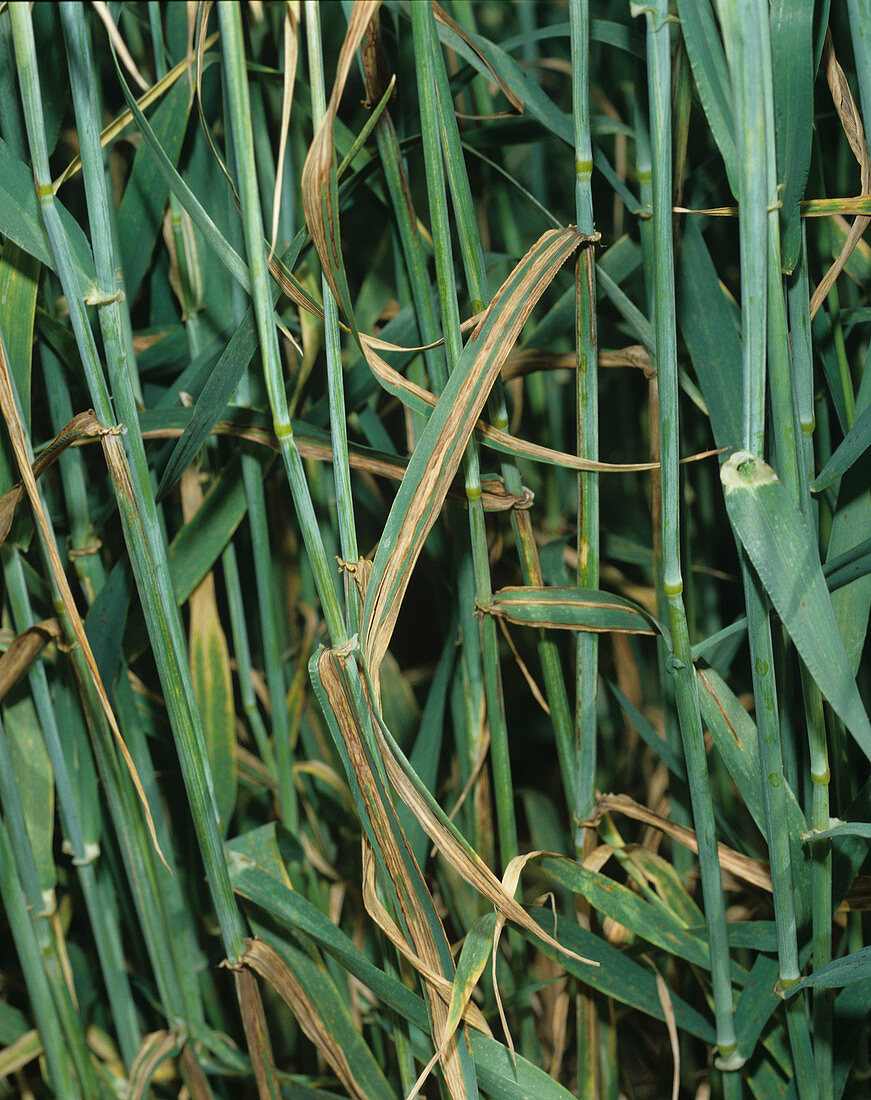 Barley leaf stripe (Pyrenophora graminea)