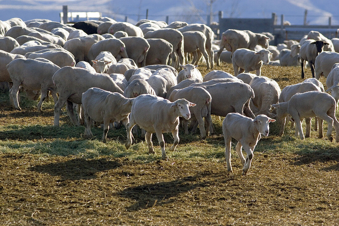 Sheep eating alfalfa