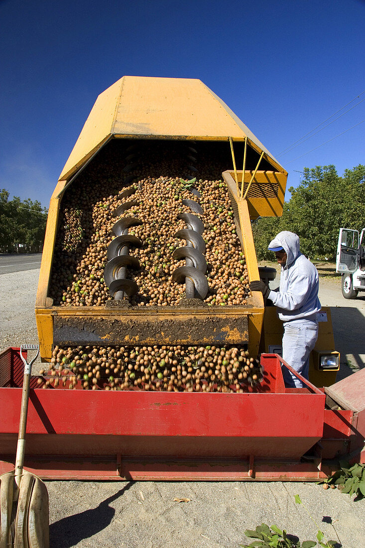 Newly Harvested Walnuts