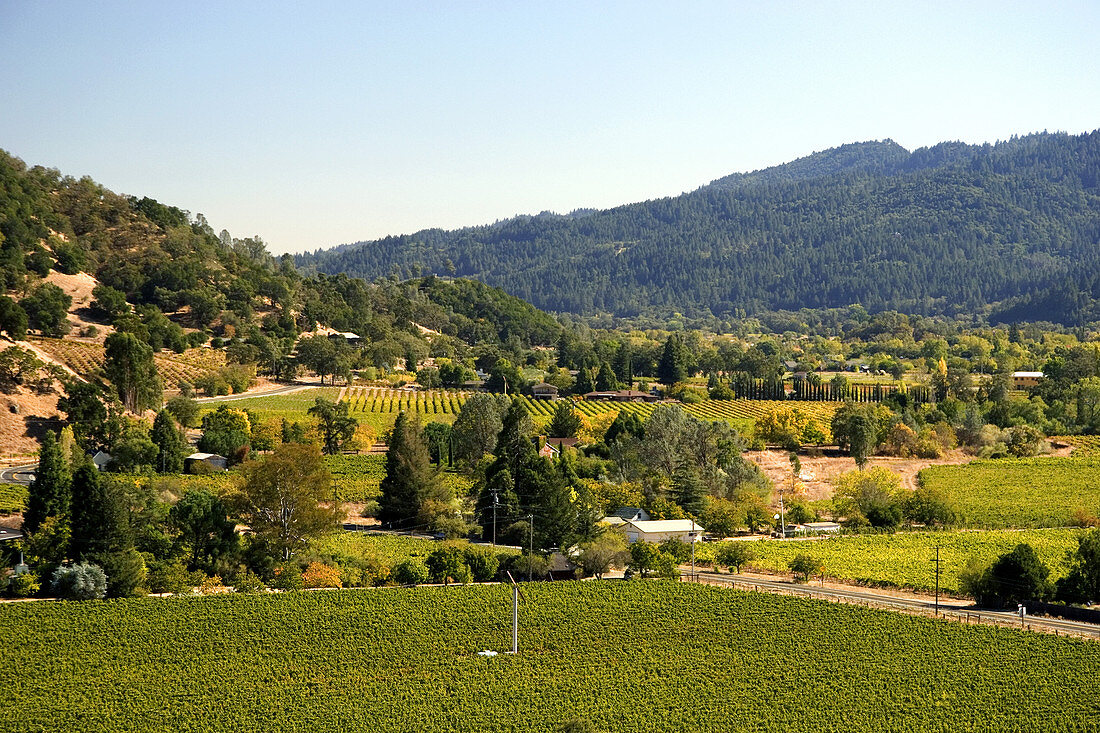 'Valley and Vineyards,Calistoga,California'