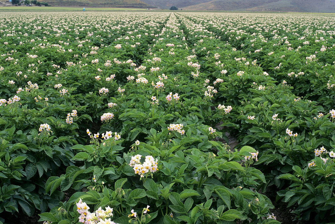 Crop of potato plants