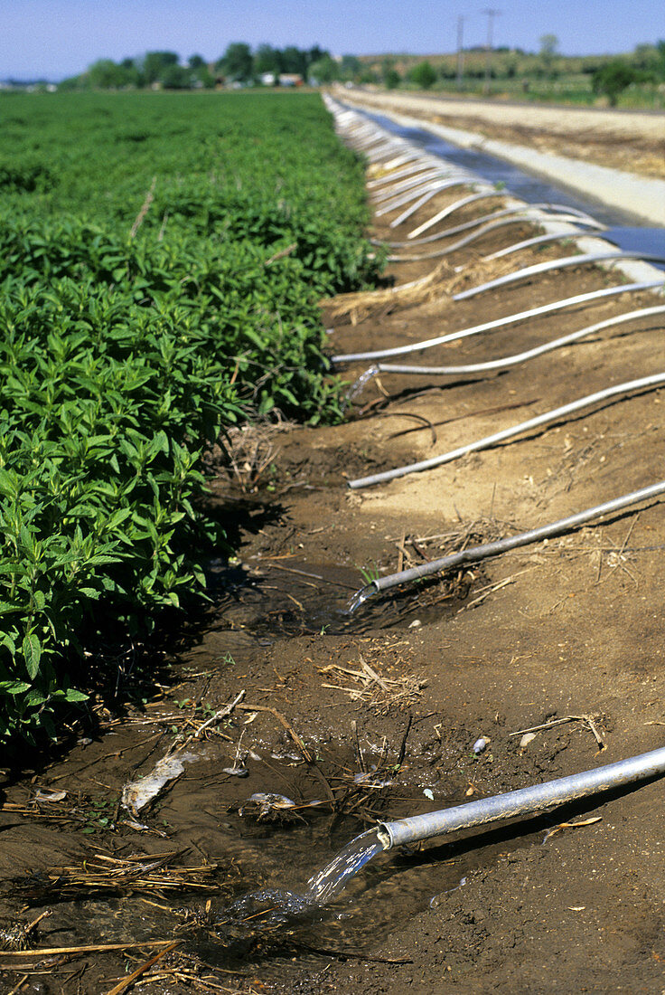 Furrow irrigation of a mint field