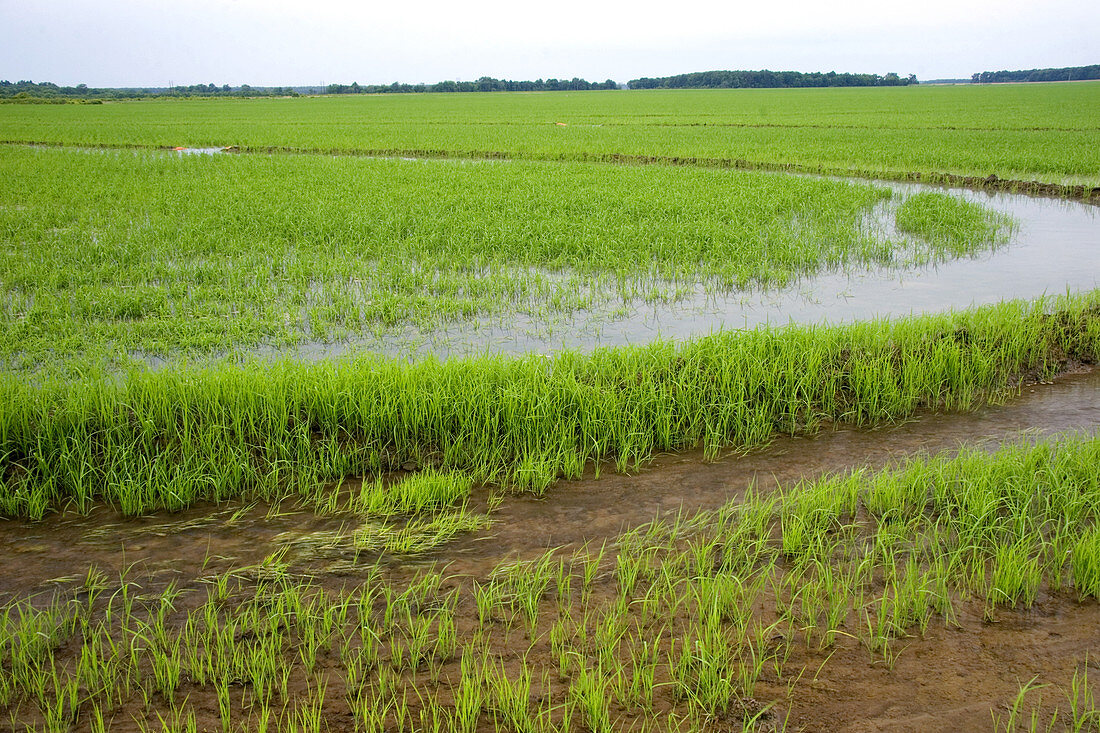 Rice Field in Arkansas