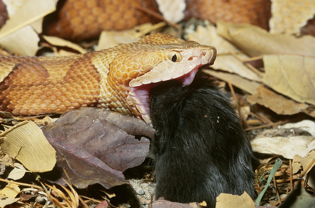 Copperhead Snake Eating