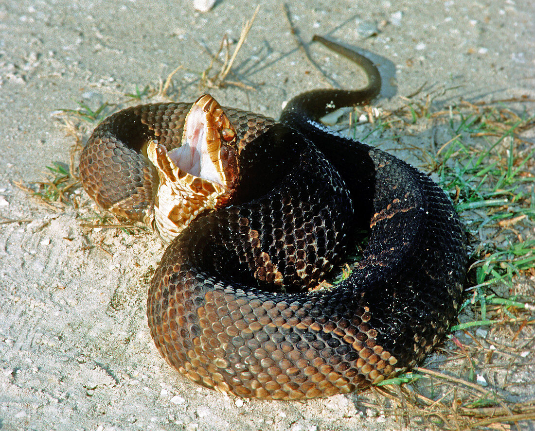 Florida Cottonmouth 'playing dead'