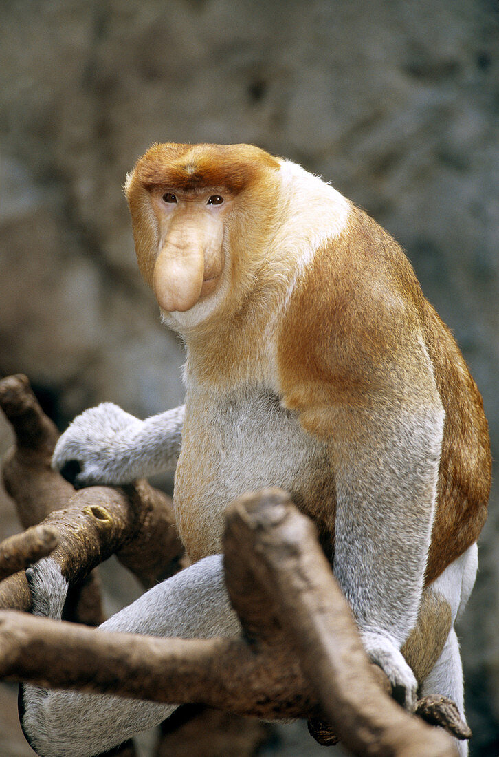 Proboscis Monkey